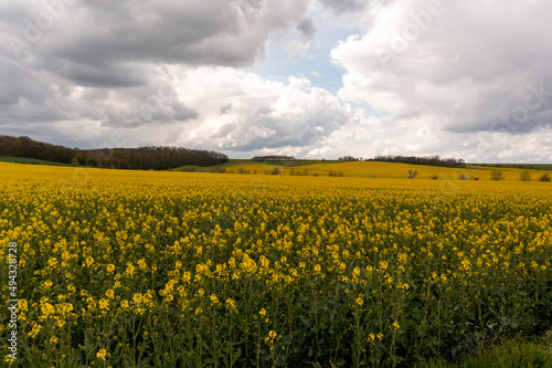 Landscape with yellow, flowering rapeseed field and cloud sky © Raik