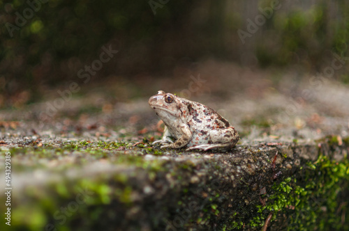 Selective focus shot of common spadefoot toad (pelobates fuscus) photo