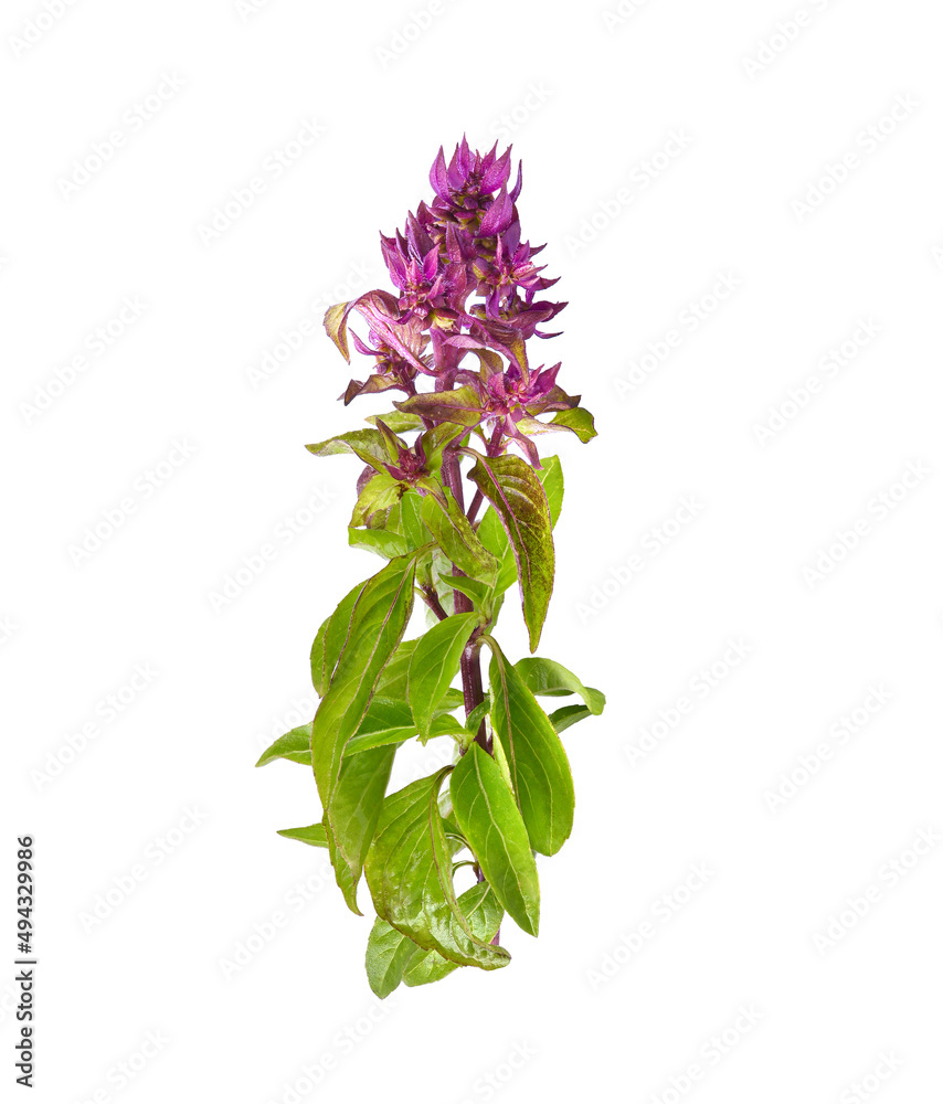 Obraz premium Sweet Basil on a white background