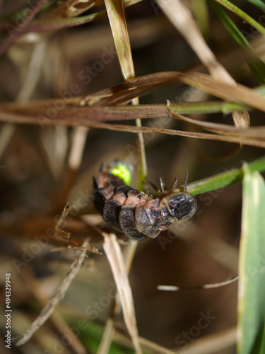 Closeup shot of a caddisfly larvae on a straw of grass in spring or summer photo