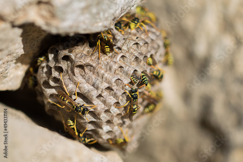 Canvas Print A nest or hive of Large Paper Wasps, Polistes gallicus, striped yellow and black insects in Malta