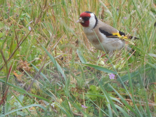 dans mon jardin par un matin doux et ensoleillé j'ai rencontré ce charmant chardonneret