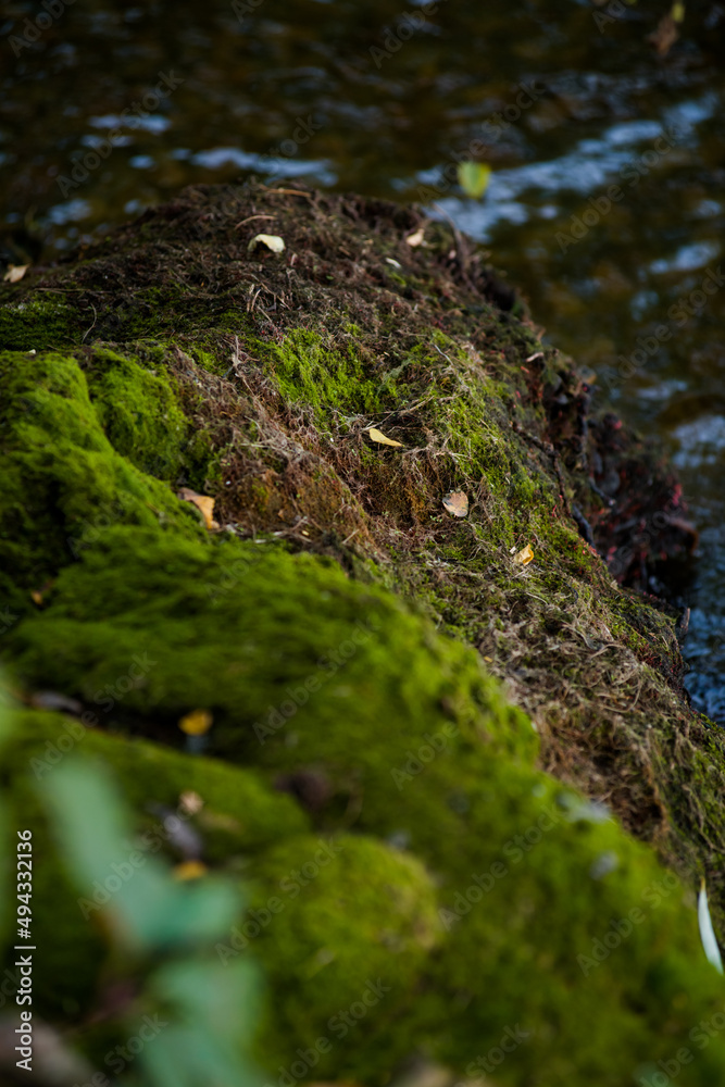 moss and water on the bank of the river moss soil very beautiful green moss hill on blue water moss and water on the bank of the river moss soil very beautiful green moss hill on blue water