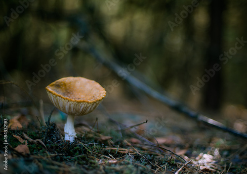 forest mushroom in nature in the forest freshness of the forest
