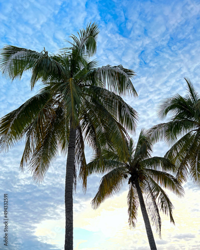 Low angle shot of beautiful palm trees under a cloudy sky in the St. Lawrence gap in Barbados photo