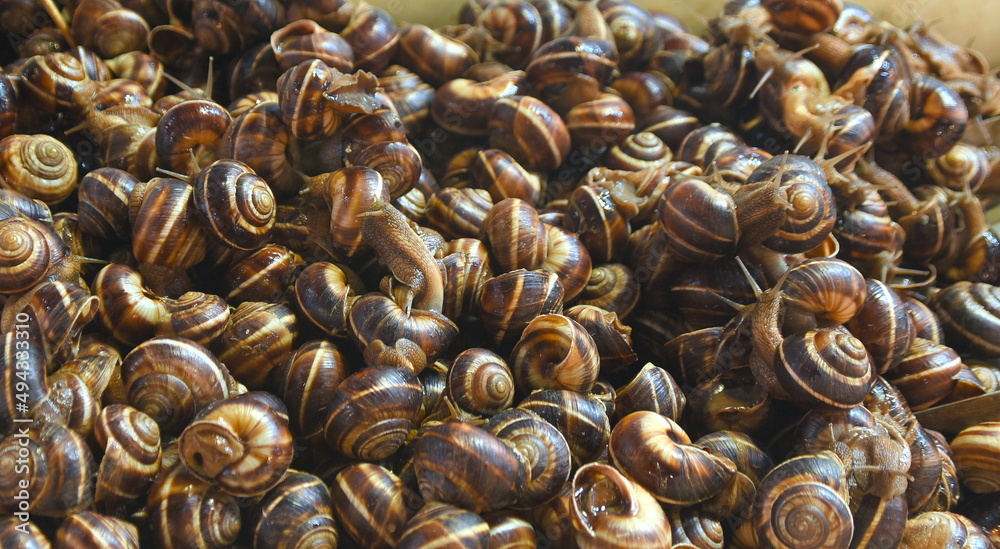 Frische Schnecken auf dem Markt von Saloniki Frische Schnecken auf dem Markt von Saloniki