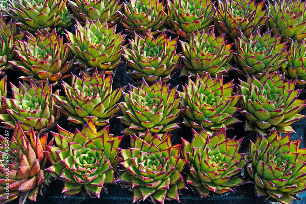 Obraz premium Close up of succulent plants in a greenhouse, North China