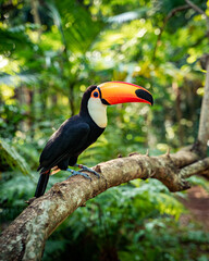 Keuken achterwand Toekan Toekan in vogelpark Iguaçu  © Lucas
