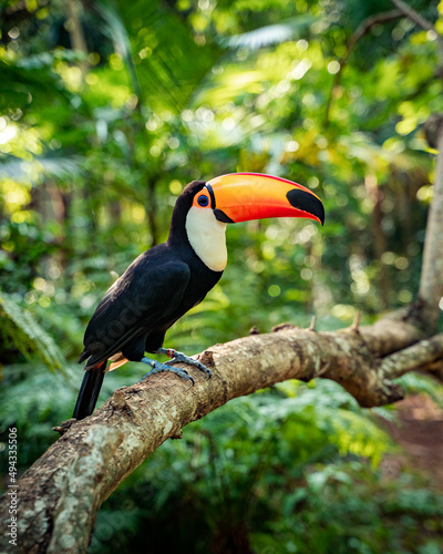 photo of toucan in the foz do iguaçu bird park photo