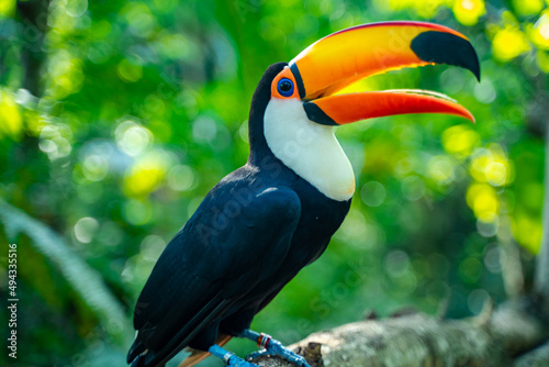 photo of toucan in the foz do iguaçu bird park photo