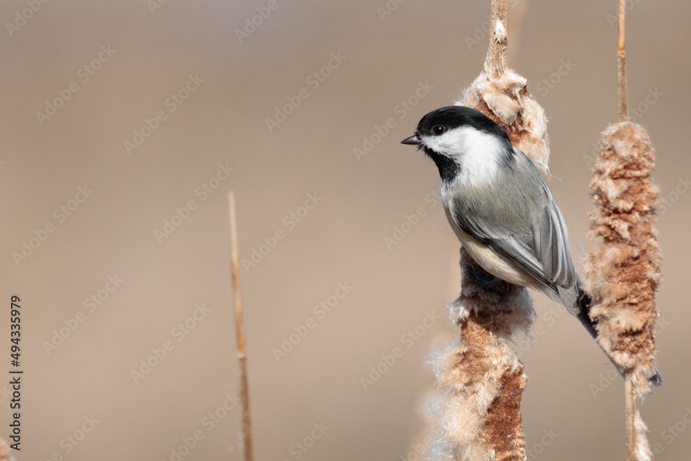 Obraz premium Chickadee