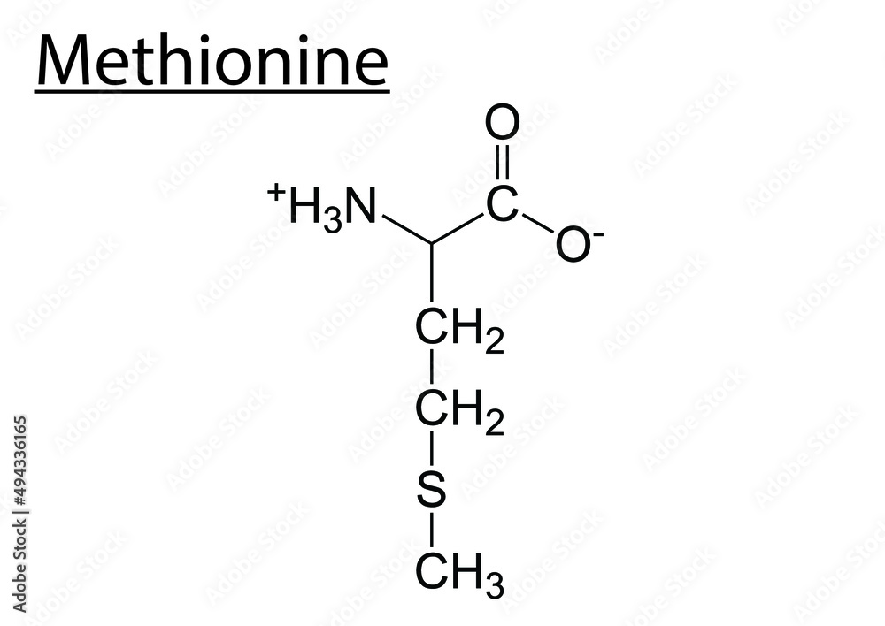 Vector of the chemical structures of amino acid methionine Stock Vector