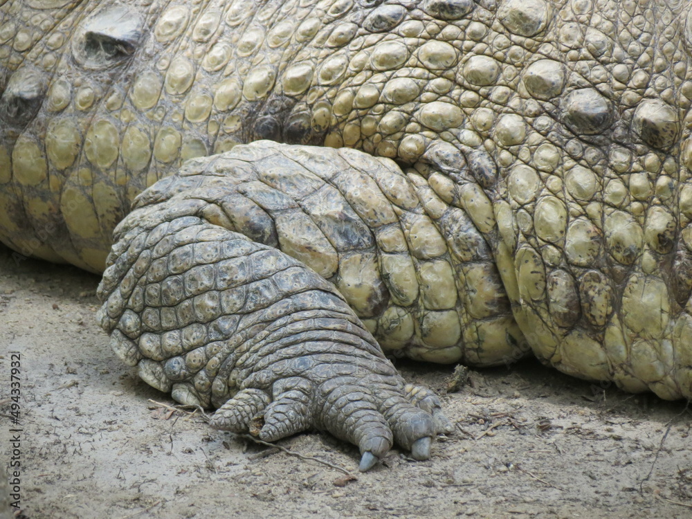 Fototapeta premium Crocodile leg