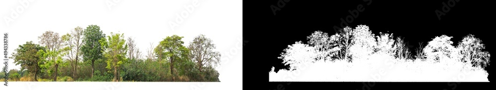Green Trees isolated on white background.are Forest and foliage in summer for both printing and web pageswith cut path and alpha channel Green Trees isolated on white background.are Forest and foliage in summer for both printing and web pageswith cut path and alpha channel