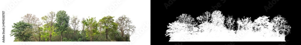 Green Trees isolated on white background.are Forest and foliage in summer for both printing and web pageswith cut path and alpha channel Green Trees isolated on white background.are Forest and foliage in summer for both printing and web pageswith cut path and alpha channel