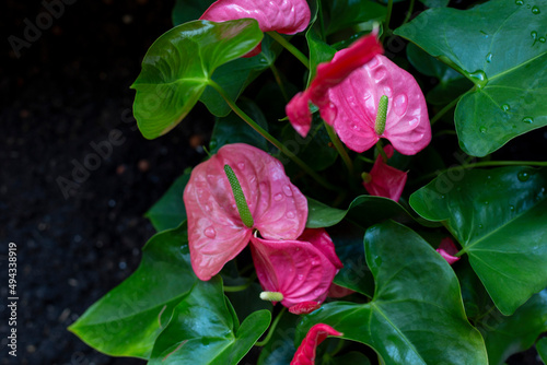 Blooming pink Anthurium outdoors
