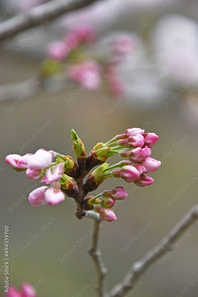 桜の花とつぼみ