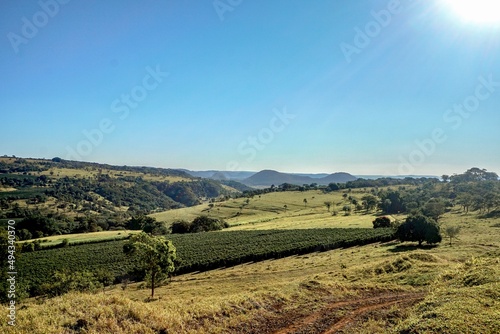 vineyard in region