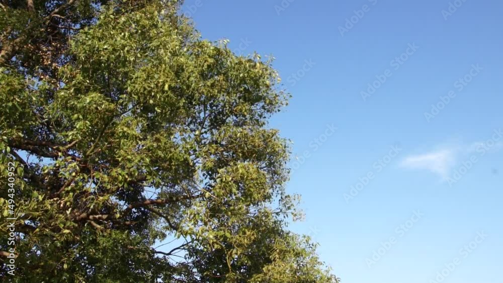 風に揺れる木と青くて爽やかな空 風に揺れる木と青くて爽やかな空