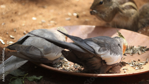 Photography Closeup shot of two cocktail birds eating sunflower seeds from a plate