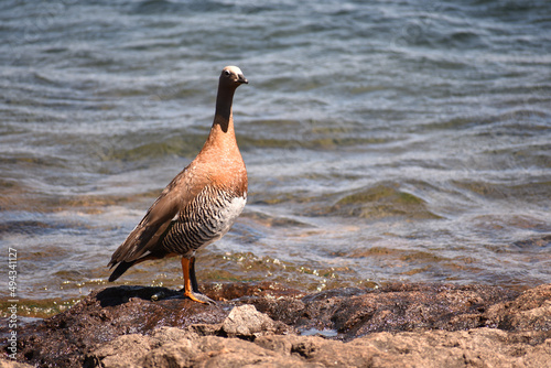 Closeup of an Emperor goose near the sea photo