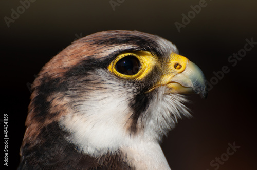 Closeup shot of a Lanner Falcon (Falco biarmicus) against dark background photo