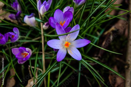 Close-up shot of crocus flowers blooming in the garden on a sunny day with blurred background photo