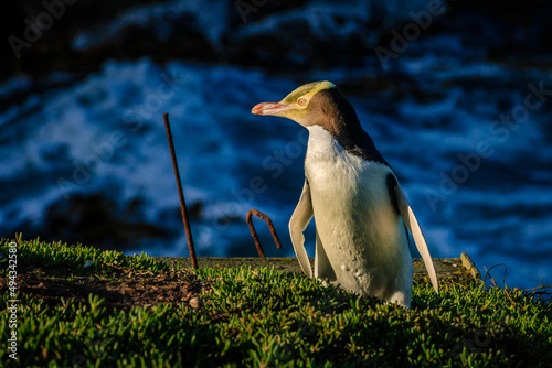 Closeup shot of a yellow eyed penguin standing on grass, with a blurry background photo