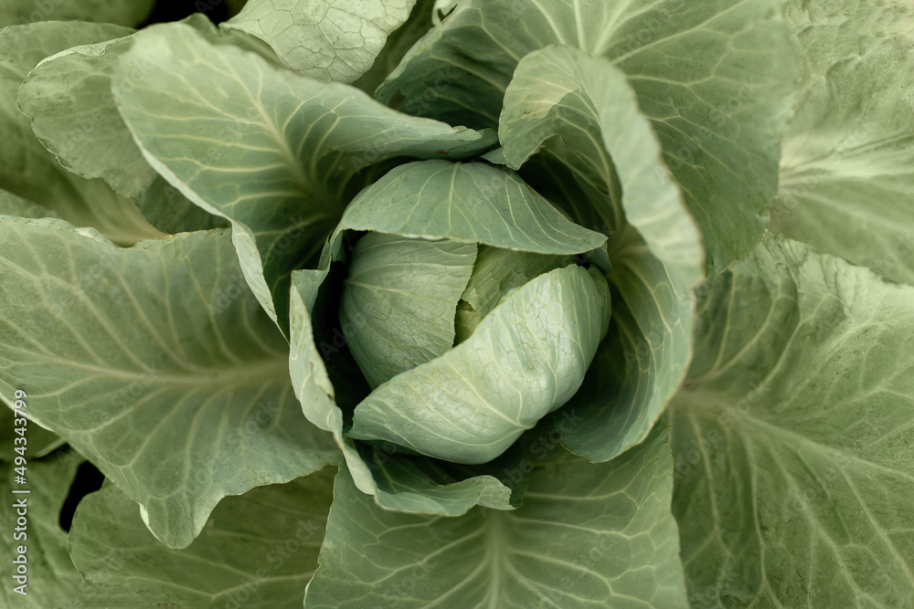 Obraz premium Cabbage in the garden. leaves texture