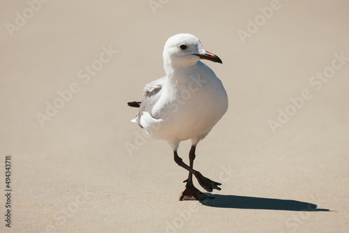 Selective of a seagull on a sandy beach in Langebaan, Soth Africa photo
