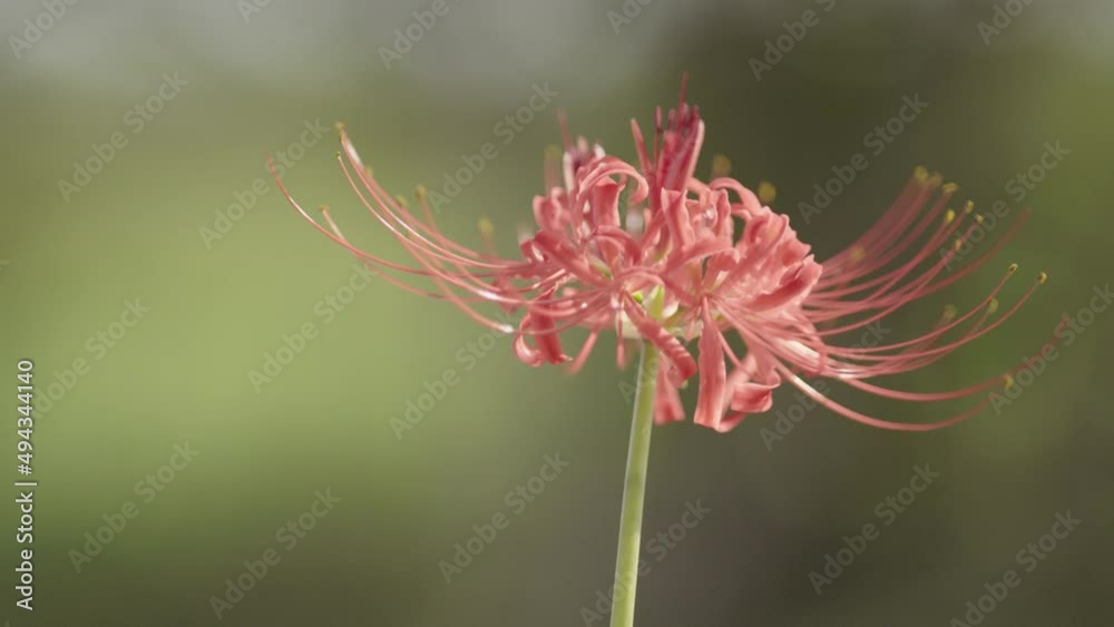 Close-up of cluster amaryllis swaying in the wind (1) Close-up of cluster amaryllis swaying in the wind (1)