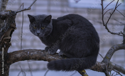 Closeup of the gray cat with yellow eyes on the tree branch. photo