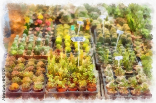 There are many types of cactus in the plant shop watercolor style illustration impressionist painting.