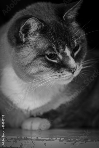 Fotografía Vertical greyscale portrait of a cat