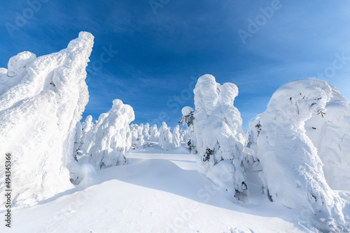 日本 快晴山形蔵王白銀世界の樹氷