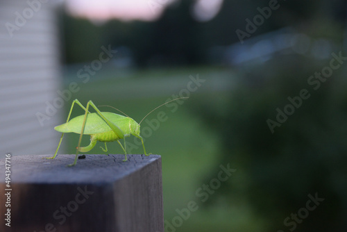 Selective focus shot of a mecopoda nipponensis photo