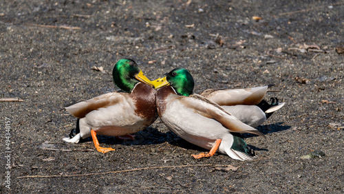 Fotografija Mallard ducks in the park