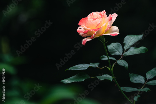 Selective focus shot of rose in the Cheekwood Botanical garden, Nashville, USA photo