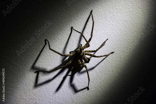 Closeup of a spider on a wall under the sunlight