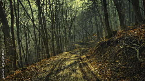 Closeup of a foggy forest