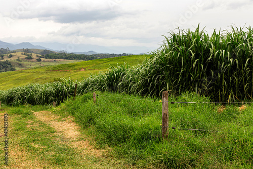 Fresh green grass for animals photo