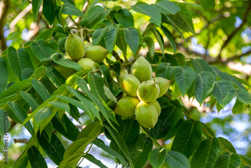 Obraz na płótnie Low angle shot of green butternuts growing on a tree