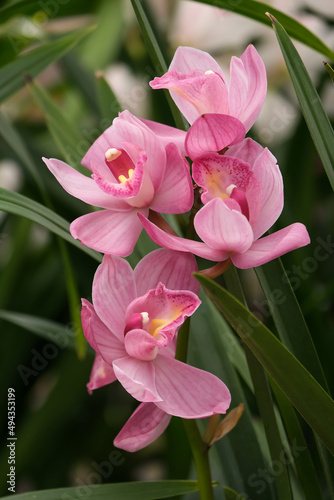Blooming cymbidium orchid  lat.- Cymbidium 