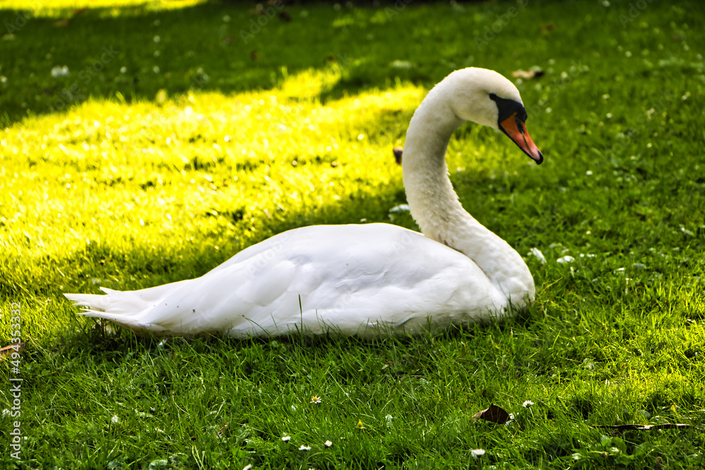 Weißer Schwann in seine natürlichen Umgebung 