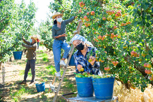 Confident woman farmer with group of seasonal workers wearing face masks for disease protection picking ripe organic pears in orchard during coronavirus outbreak