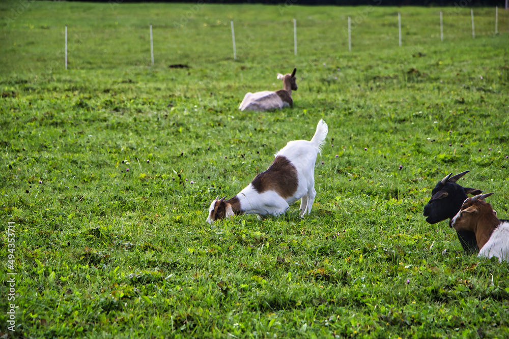Junge Ziegen grasen auf einer grünen Weide