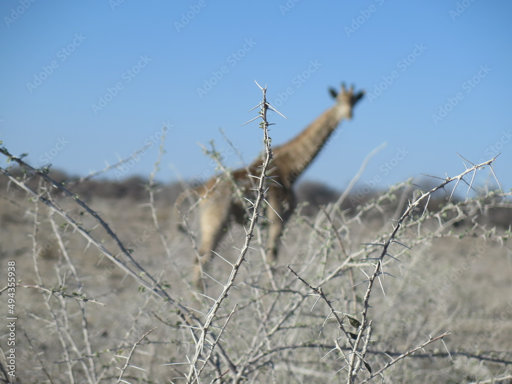 Obraz premium Girafe, Etosha national park, Namibia