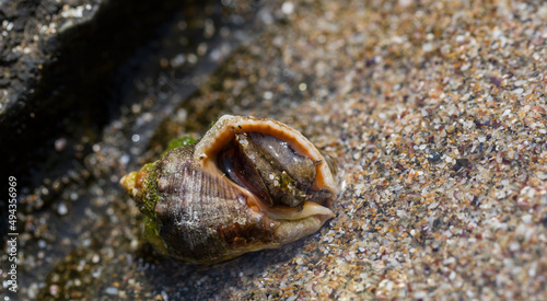 Rapana venosa, common name the veined rapa whelk, a marine gastropod mollusc or whelk, in the family Muricidae, the rock shells.