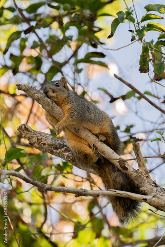 Fox squirrel resting in tree © Gustavo