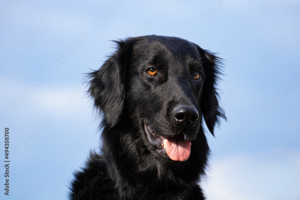 Cheerful expression of Flat-coated retriever dog with tongue out  displayed against plain blue sky background